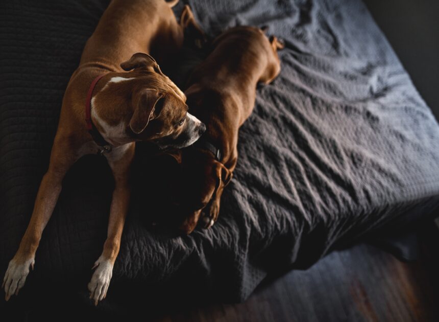 How to Clean Ear Infection in Dogs: A Step-by-Step Guide