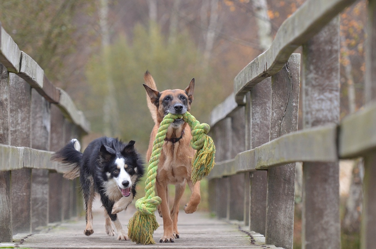 Border Collie and Malinois