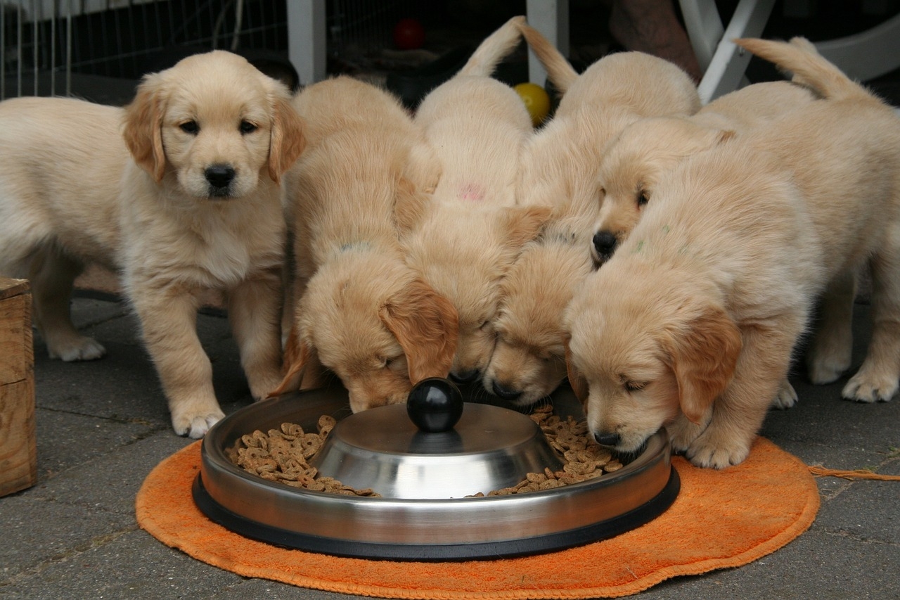10 Human Foods That Are Toxic to Dogs. A Friendly Guide