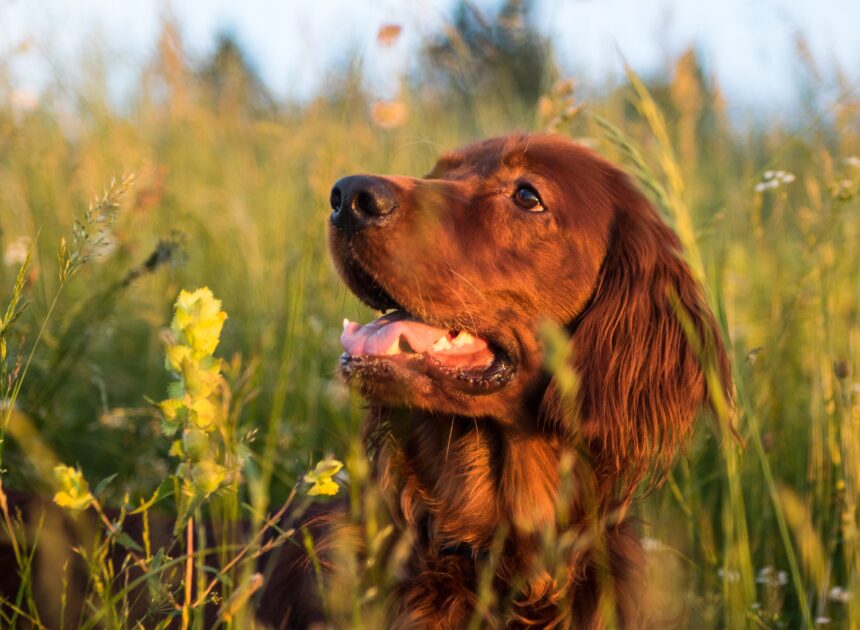 Why Is My Dog Eating Grass and Being Sick: Understanding the Causes and Solutions