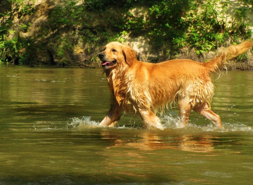 Which Breed is Right for You? We Compare Golden and Labrador Retrievers