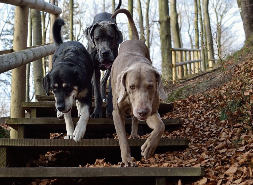 Most Popular Dog Breeds 2025: A Comprehensive List